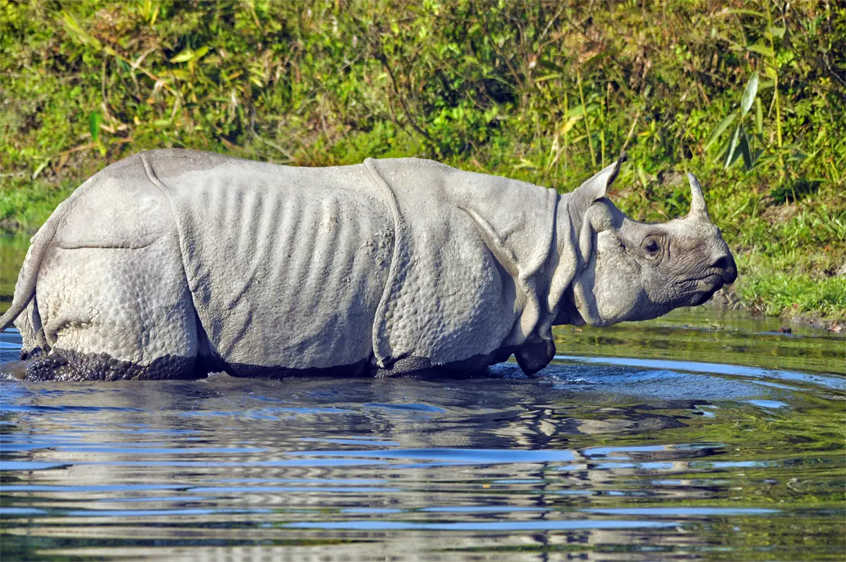 Rhino