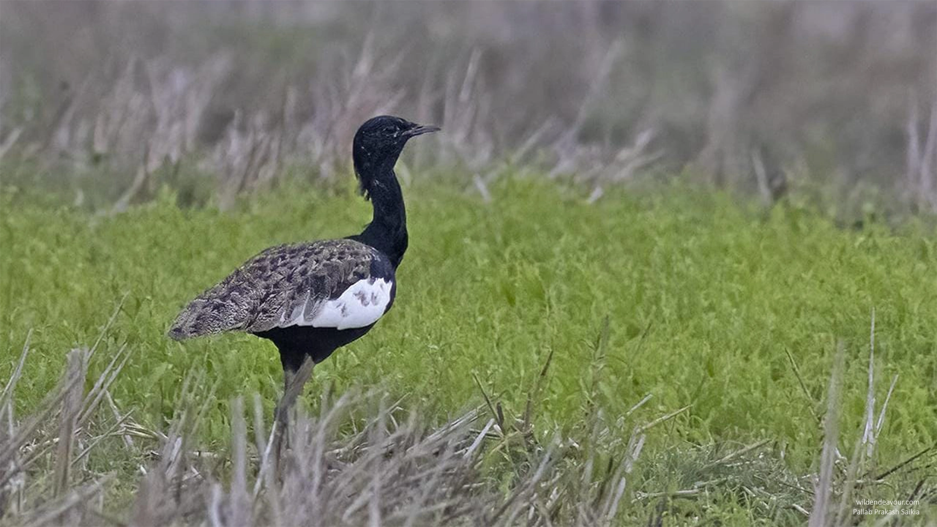 3 days Birdwatching and Golden Langur