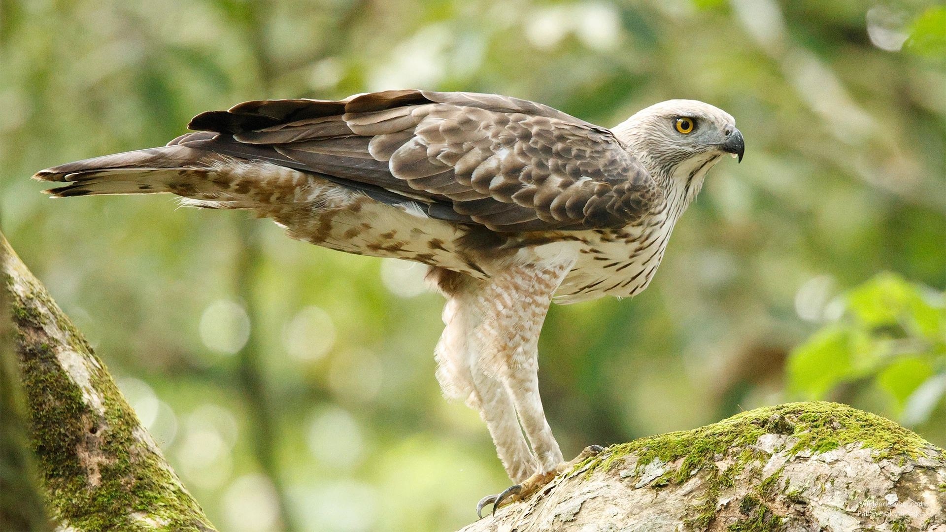 3 days birding in Kaziranga