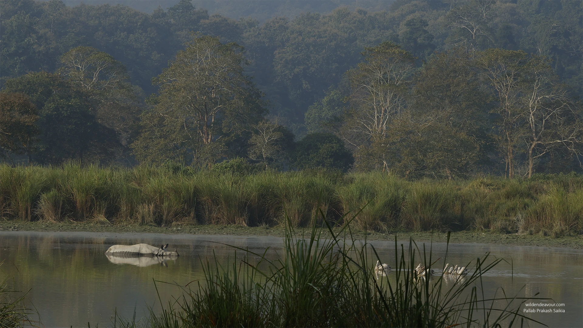 5 days Professional Photography trip to Kaziranga
