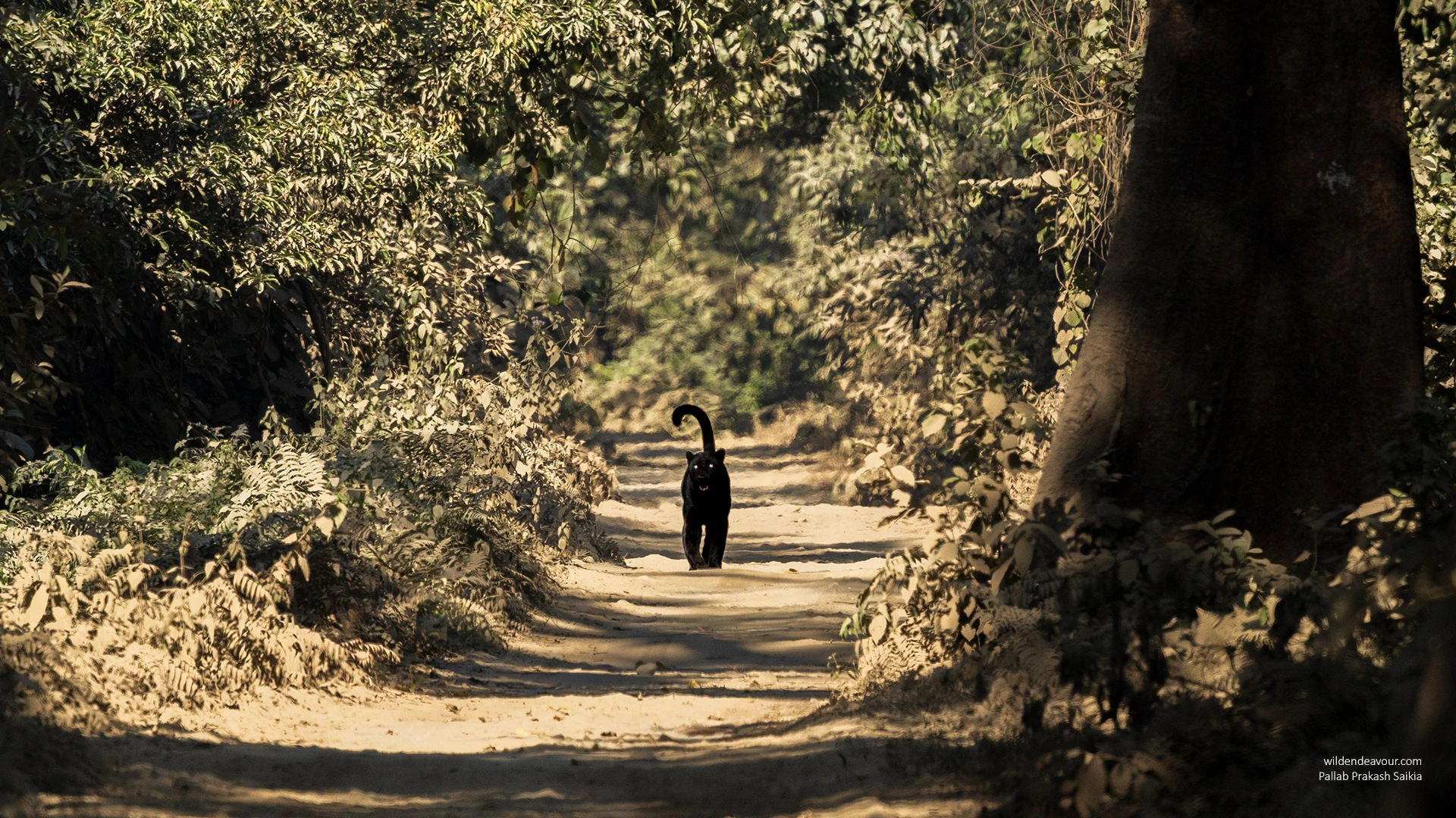 3 Days Panthera Safaris and Golden Langur