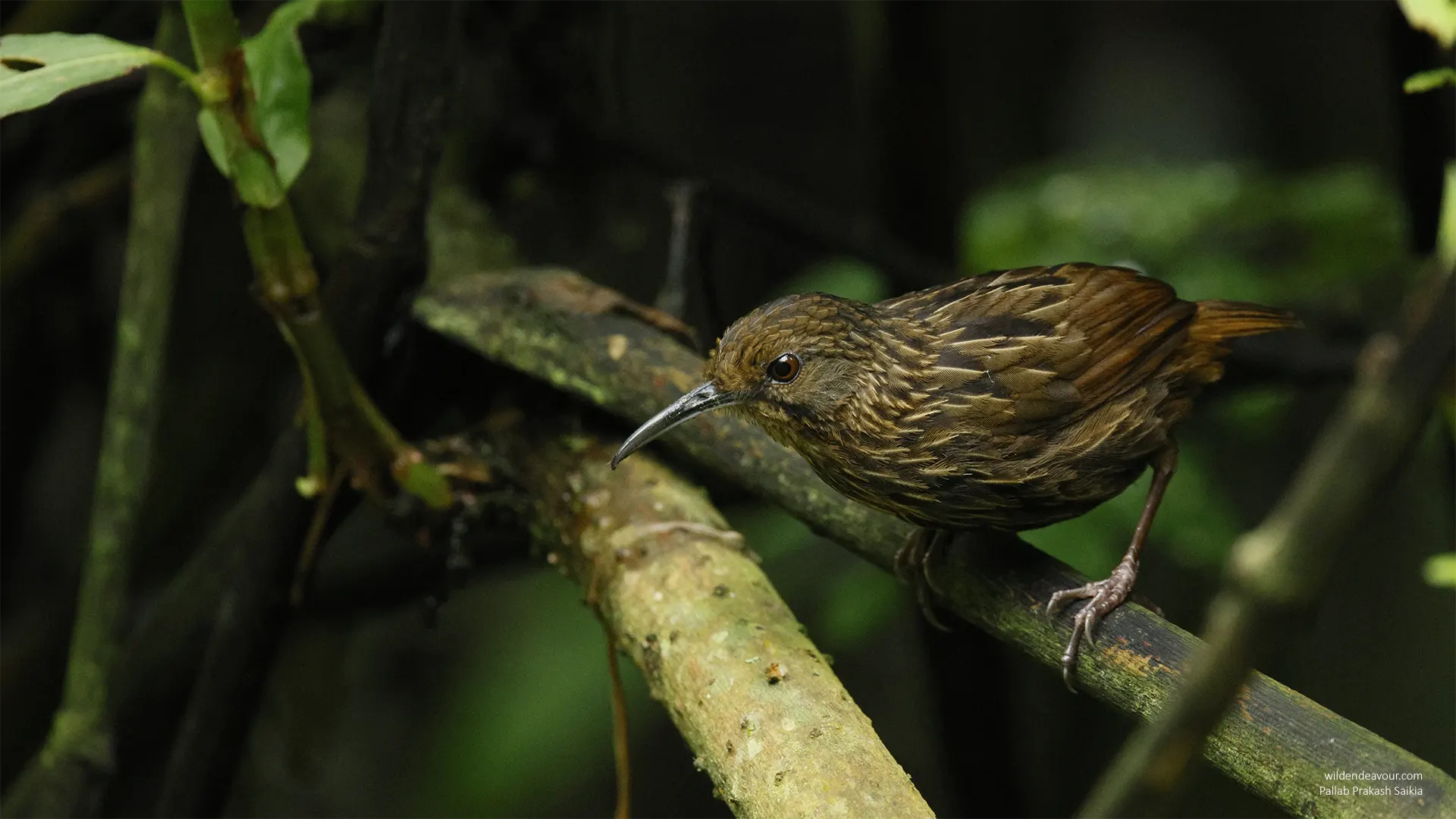 11 days Nameri, Sela, Mandala and Eaglenest