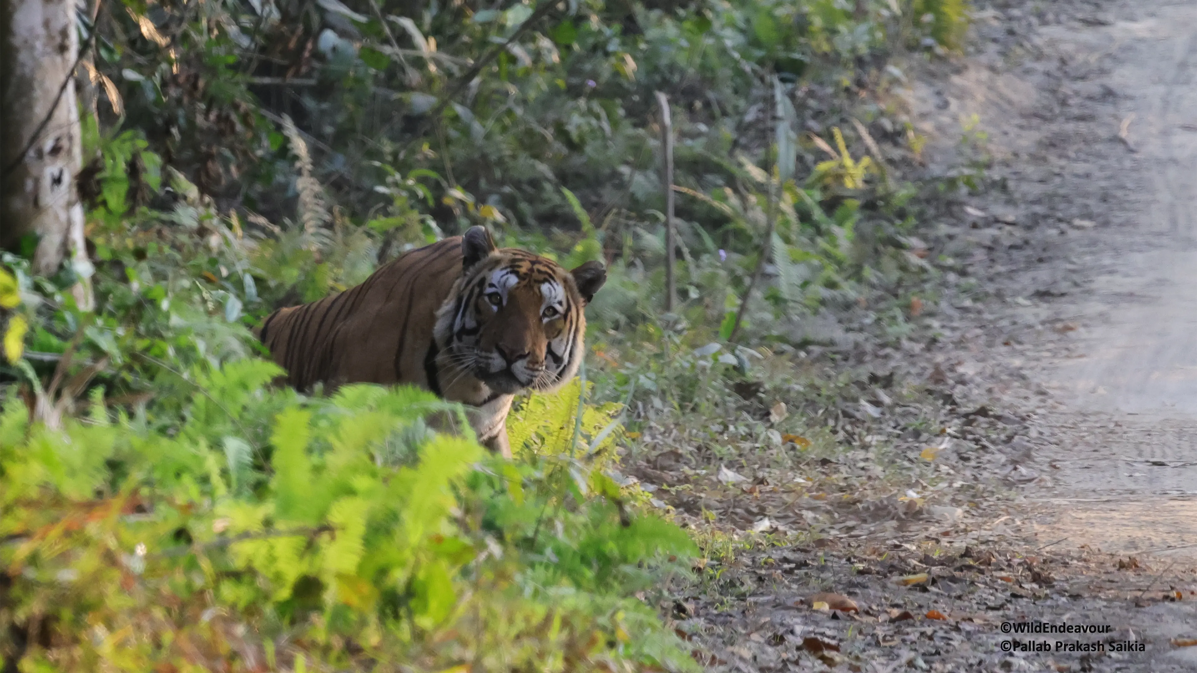 3 days Panthera Safaris