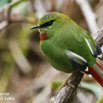 A Fire Tailed Myzornis