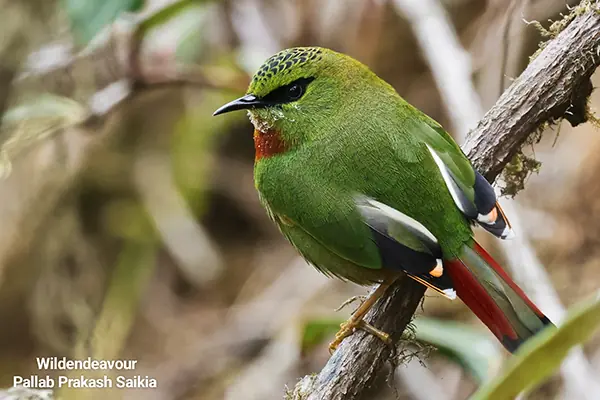 A Fire Tailed Myzornis