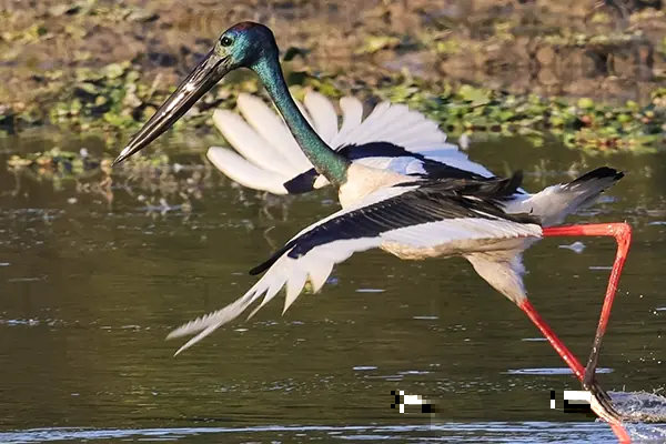 A Black necked stork